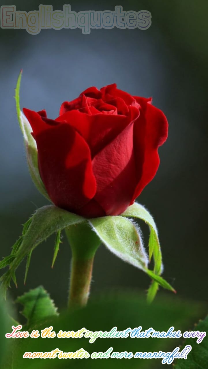 Love Quotes in English | Best Love Quotes for WhatsApp Status, Romantic Love Quotes to Express How You Feel Love Quotes for Her Romantic Feelings in English, Love Quotes that promise to Heal and Inspire Love Messages to Share With Your Sweetheart, Quotes About Love from Much Loved Authors Powerful Relationship Quotes for Love Healing Growth Love Captions for Couples to Go With All of Your Photos Self Love Quotes to Empower Self Confidence, Romantic Love Messages For Your Special Someone I Love You Quotes Famous Love Quotes for All Love Success Quotes for a Romantic Motivated Life Instagram Captions and Quotes for Couples Romantic Love Messages Quotes for Your Wife Deep Love Quotes for Him - 2026